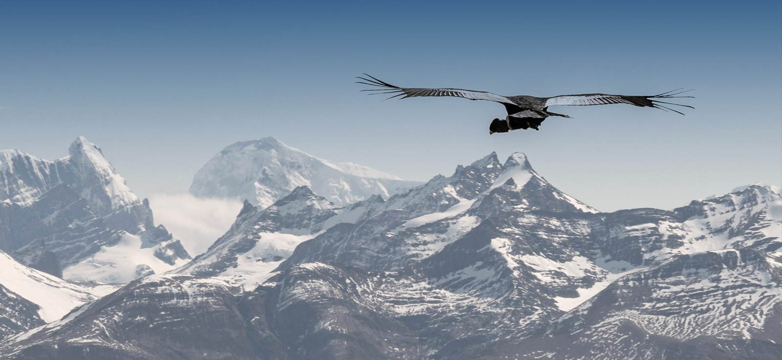 Andean Condor Bird Watching - Peruvian Paths & Adventures