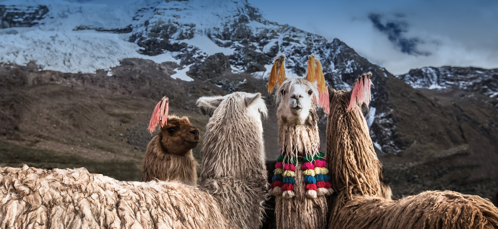 Trip To Lima, Arequipa, Chivay, Puno & Cusco and Machupicchu - Peruvian Paths & Adventures