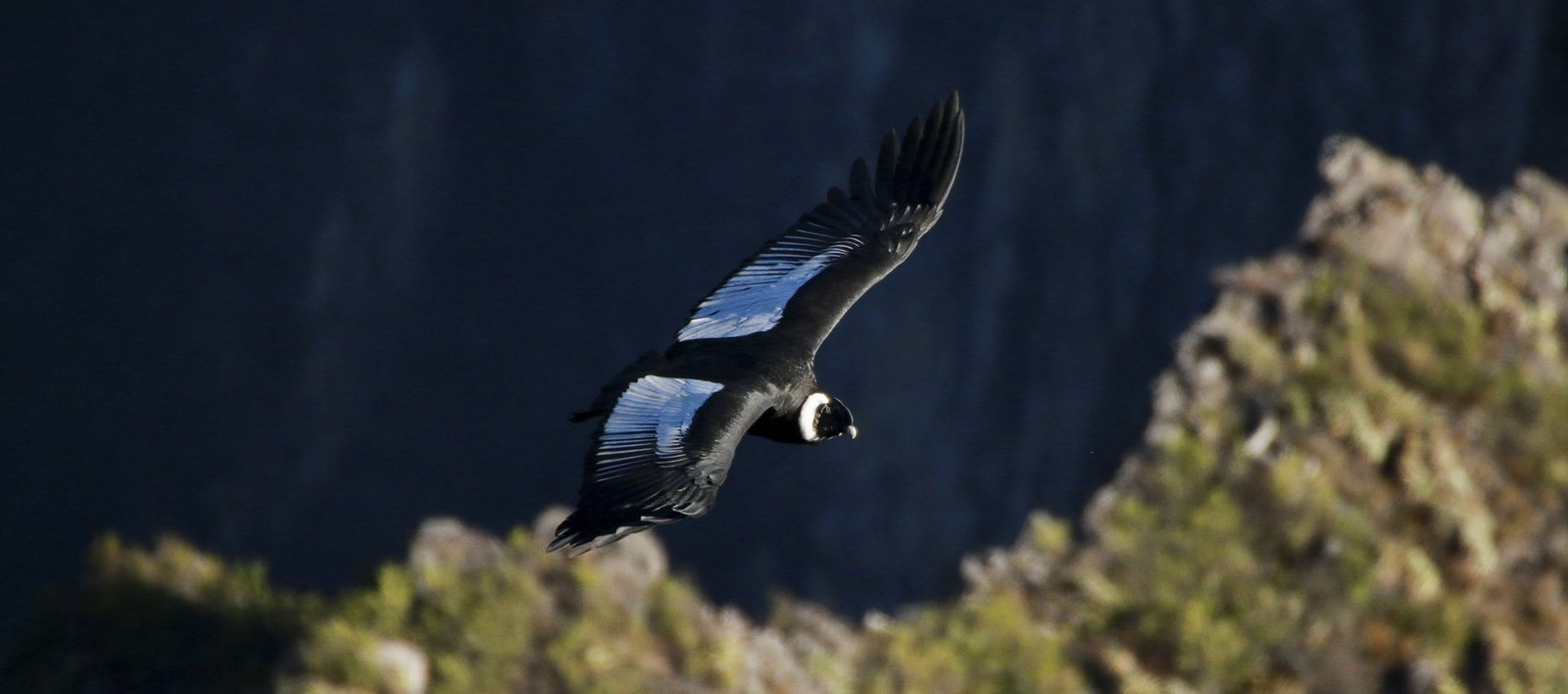 Andean Condor Bird Watching Full Day Tour in Chonta